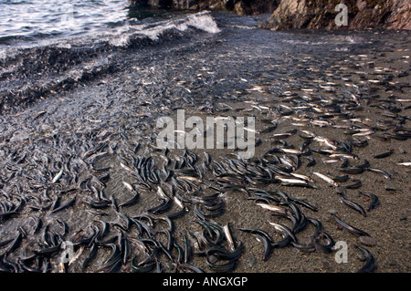 Spawning Capelin, Mallotus villosus, on a beach at Admiral's Point, Bonavista Peninsula, Trinity Bay, Discovery Trail, Newfoundl Stock Photo