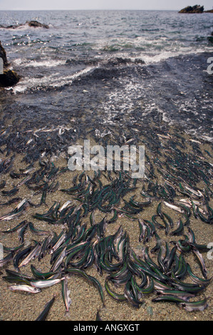 Spawning Capelin, Mallotus villosus, on a beach at Admiral's Point, Bonavista Peninsula, Trinity Bay, Discovery Trail, Newfoundl Stock Photo