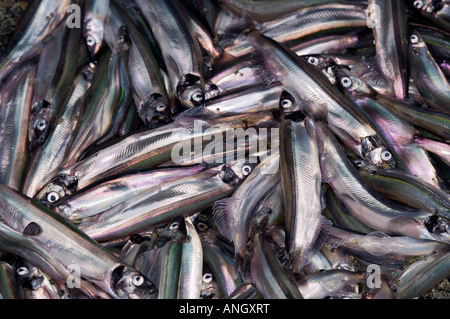 Spawning Capelin, Mallotus villosus, on a beach at Admiral's Point, Bonavista Peninsula, Trinity Bay, Discovery Trail, Newfoundl Stock Photo