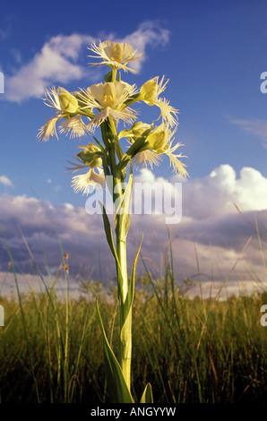 Western prairie fringed orchid, Tolstoi Tall Grass Prairie Prese, Manitoba, Canada. Stock Photo