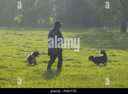 Man and Dogs Stock Photo