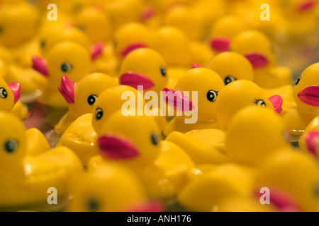 A crowd of yellow rubber ducks swimming round and round as if in a major traffic jam or tailback Stock Photo