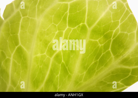 A cutout shot of a cabbage leaf against a white background Stock Photo