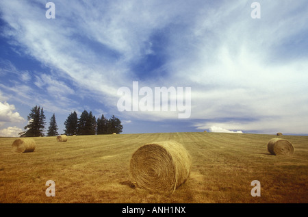 Hay bales, ranch in Shuswap region, British Columbia, Canada. Stock Photo