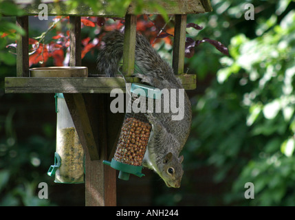 Grey Squirrel Raiding Bird Feeder Stock Photo