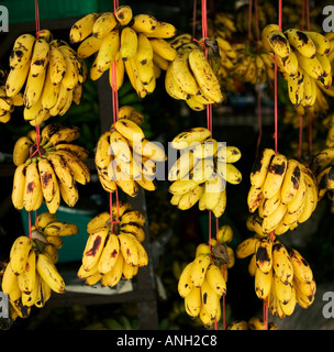 Bunches of small plantain bananas hanging on red string outside a shop to ripen in Kuala Lumpur, Malaysia Stock Photo