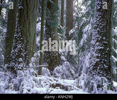 Cathedral Grove in Winter, Macmillan Provincial Park, British Columbia, Canada. Stock Photo