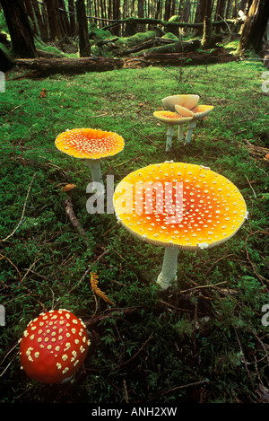 Fly Agaric (aminita muscaria) mushroom, Haida Gwaii, British Columbia, Canada. Stock Photo