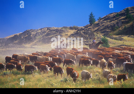 Cattle drive near Merritt, British Columbia, Canada. Stock Photo