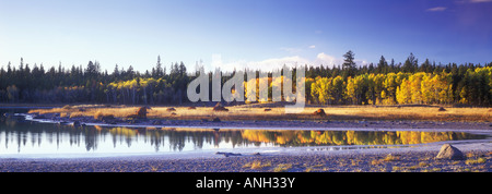 Aspens in fall reflected in lake near 100 mile house, British Columbia, Canada. Stock Photo