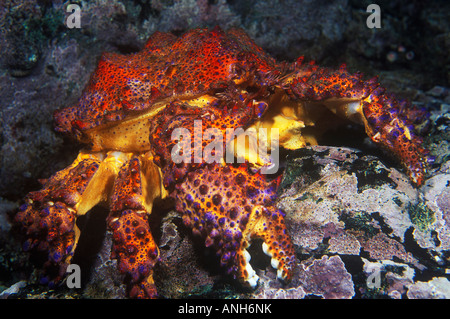 Puget Sound King Crab (Lopholithodes mandtii), British Columbia, Canada. Stock Photo