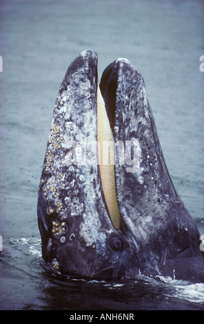 A Gray Whale (Eschrichtius robustus), British Columbia, Canada. Stock Photo