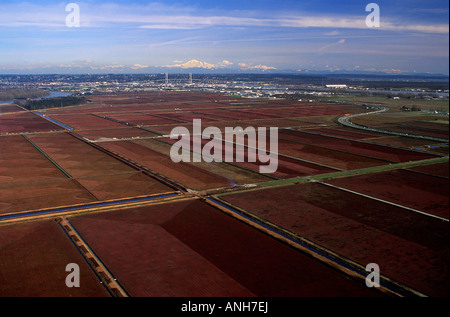Aerial of Cranberry farms in the Fraser Valley, British Columbia, Canada. Stock Photo