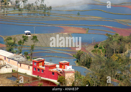 A specially irrigated or flooded field where rice is grown. Stock Photo