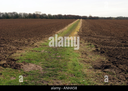 A public footpath carefully left unploughed across a farmer's field Stock Photo