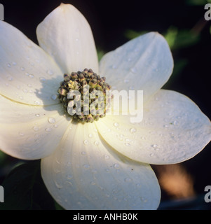 Dogwood Flower, Roberts Creek ,Sunshine Coast, british columbia, Canada. Stock Photo