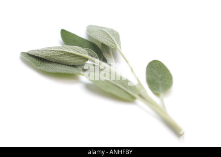 Sprig of fresh Sage Stock Photo