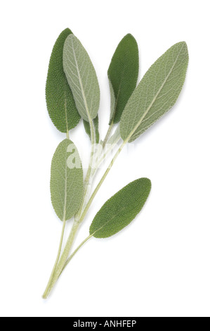 Sprig of fresh Sage Stock Photo