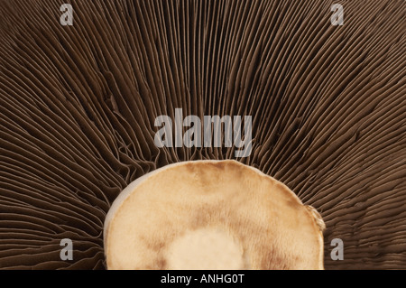 Close up of underside of Portabello Mushroom Stock Photo