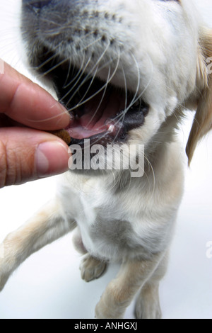 Golden Retriever Canis lupus f. familiaris whelp with mouth opened