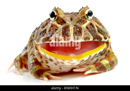 argentine horned frog pacman frog nightcrawler ornate horned toad escuerzo Ceratophrys ornata threatening with mouth opened Stock Photo