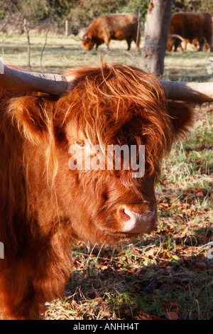 Britain UK Highland cow head and face close up facing Stock Photo - Alamy