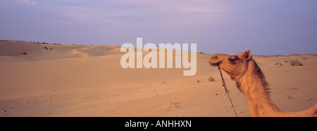 camels head, Thar desert, India Stock Photo