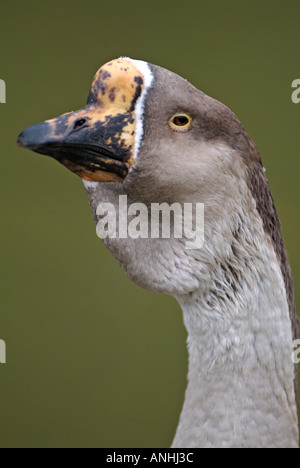 African Steinbacher Goose Stock Photo - Alamy