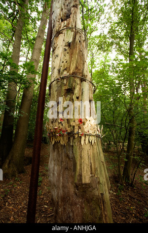 Old tree pockmarked with shell and bullet scars and preserved WW1 shell holes and trenches at Sanctuary Wood near Ypres Belgium Stock Photo