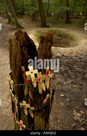 Old tree pockmarked with shell and bullete scars and preserved WW1 shell holes and trenches at Sanctuary Wood near Ypres Belgium Stock Photo