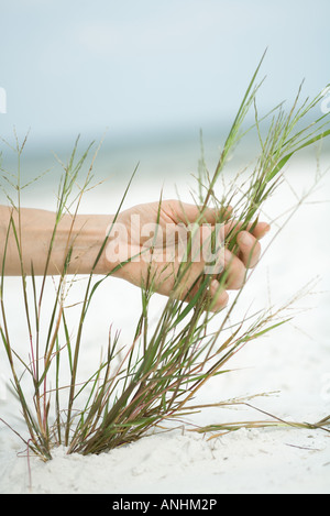 Cropped view of hand touching dune grass, close-up Stock Photo
