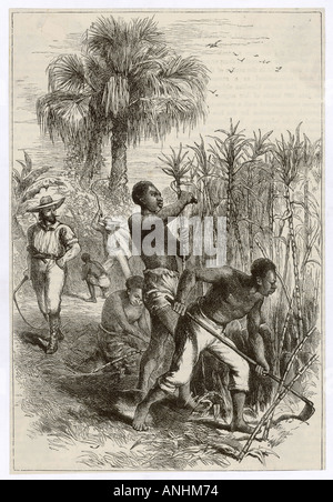 Slaves working on a West Indian sugar plantation Date: circa 1870 Stock ...