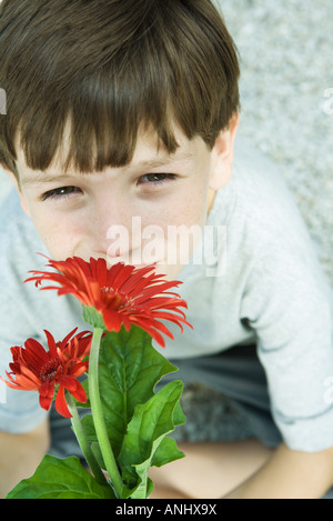 Boy smelling gerbera daisy, looking up at camera Stock Photo