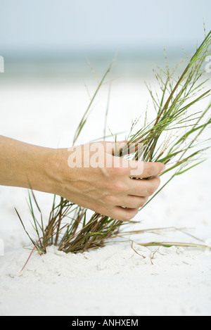 Hand touching dune grass, close-up Stock Photo