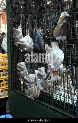 Fish heads hanging up on the wall various types at the Borough market London Stock Photo