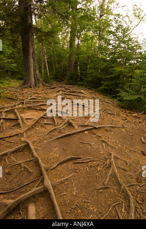 A forest path with exposed tree roots and dense trees, weseke ...