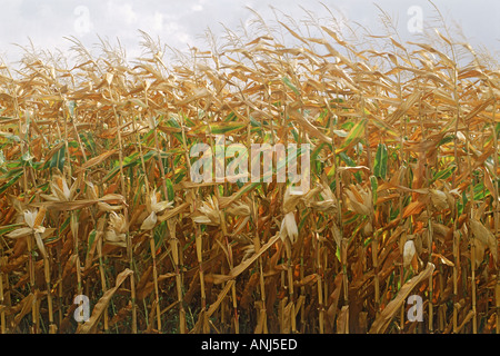 Corn stalks blowing in the wind Stock Photo