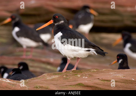 Oystercatchers during high tide roost on Little Eye Hilbre Dee Estuary Stock Photo