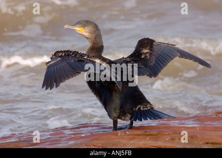 Cormorant roosting over the high tide on Little Eye Hilbre Dee Estuary Stock Photo