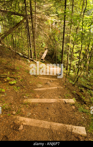 STEPS LEADING DOWN TO A BRIDGE ON SUPERIOR HIKING TRAIL Stock Photo