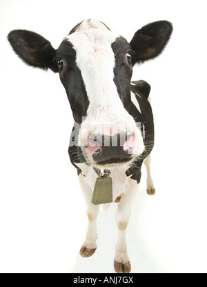 Wide angle close up of Jersey cow with bell on white background Stock Photo