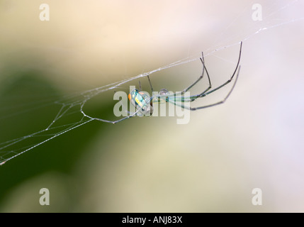 Orchard Orbweaver Spider Leucauge venusta Stock Photo