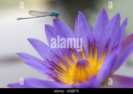 Lily Flower and Dragonfly Kuala Lumpur Malaysia Stock Photo