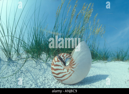 large nautilus shell lying next to cluster of sea oats on Florida beach Stock Photo