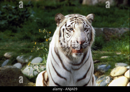 White Bengal tiger Stock Photo