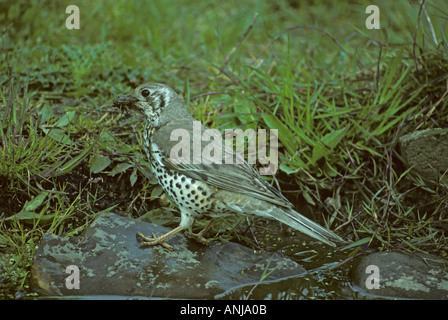 Mistle Thrush by garden pond with nesting material Norfolk UK Stock Photo