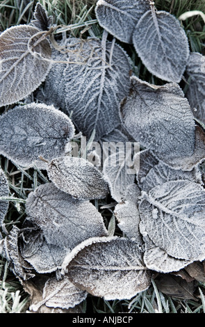 Fallen frosted leaves Stock Photo