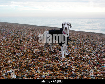 Dog wearing a winter coat on a pebble beach Stock Photo
