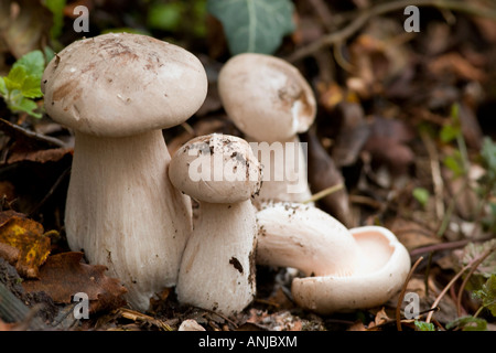 Tricholoma pardinum fungi Stock Photo