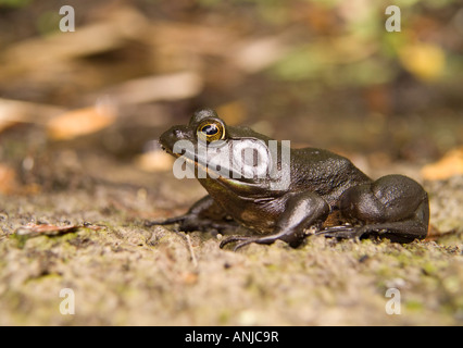 River Frog Rana hecksheri Stock Photo